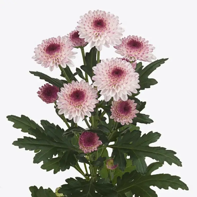 Abbey Pink