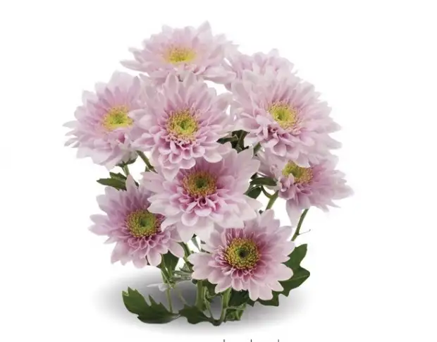 Belicia Light Pink