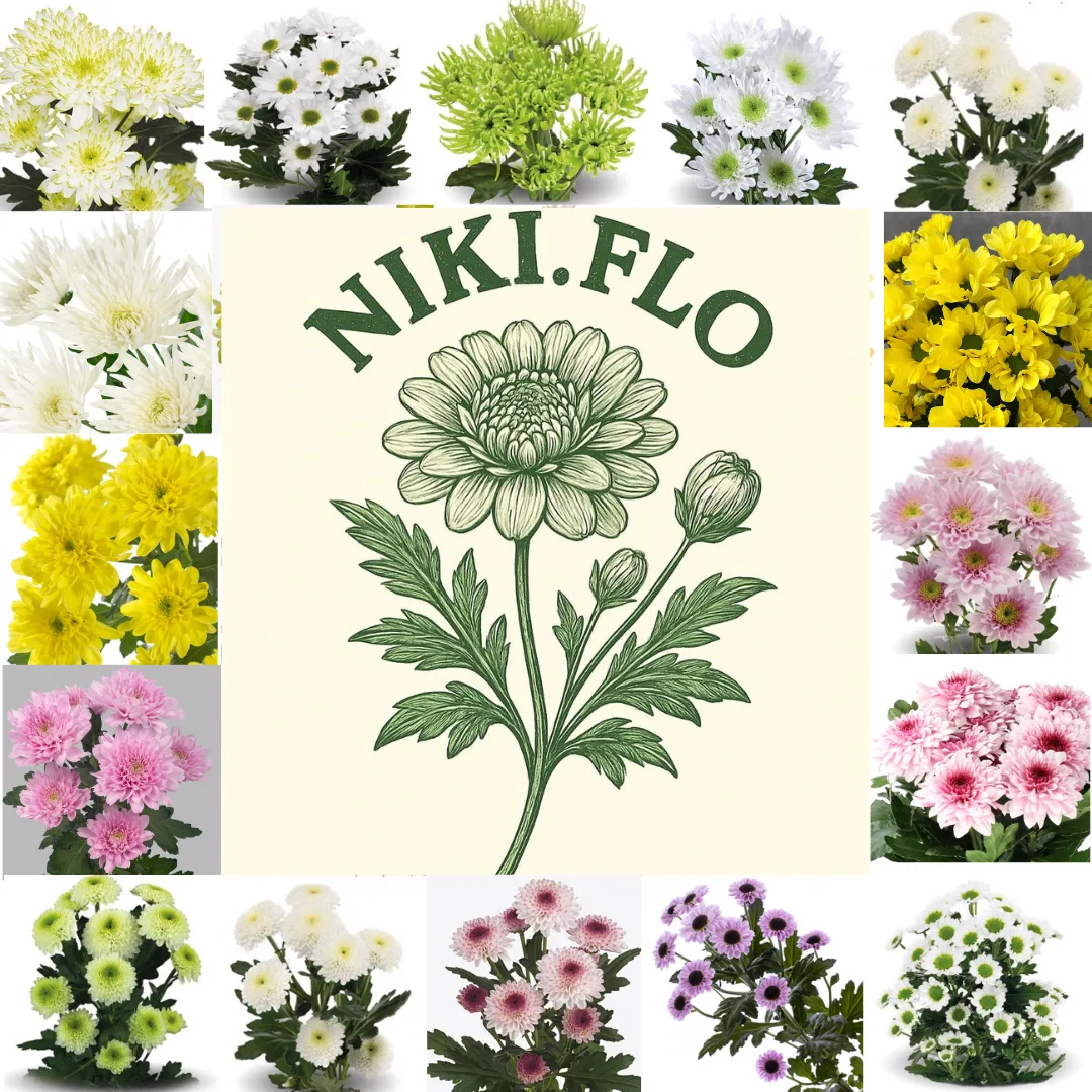 Колекція хризантем NIKI.FLO