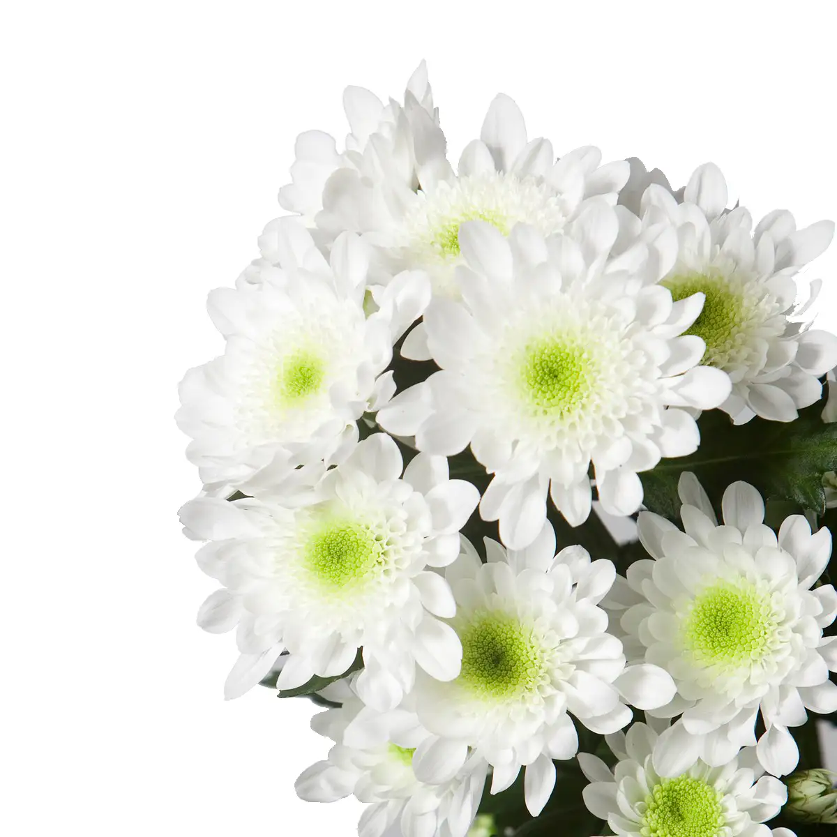 Radost White