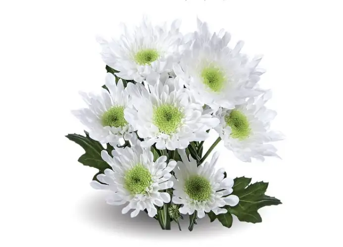 Radost White