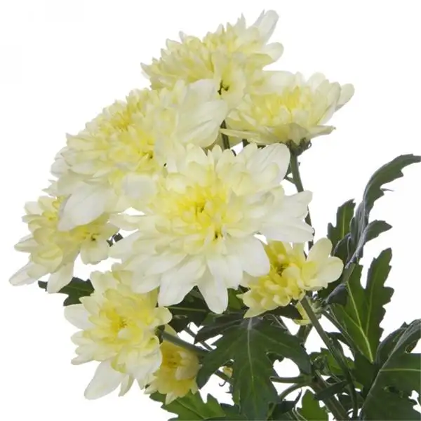 Zembla Cream