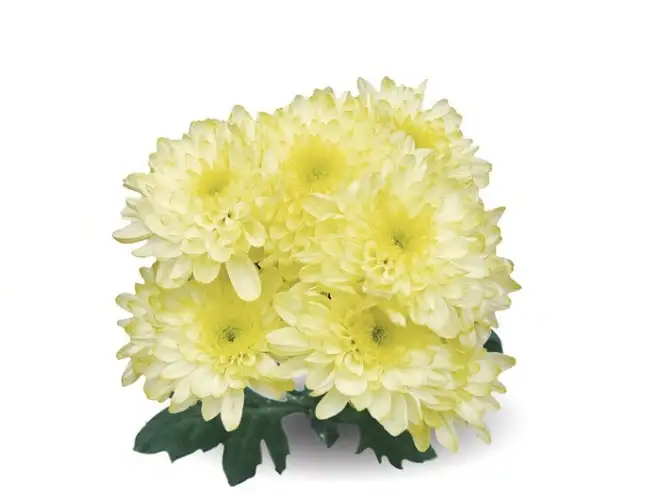 Zembla Cream