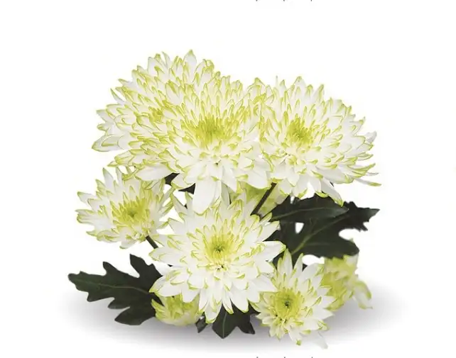Zembla Lime