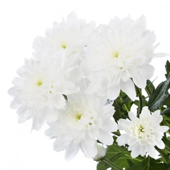 Zembla White