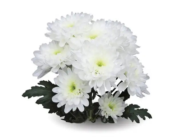 Zembla White